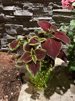 Special deal coleus plants with climbing plant in one large pot