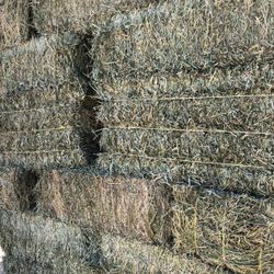 First Cutting Fresh Alfalfa