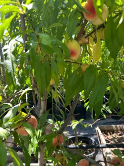 Donut peach tree 24” box