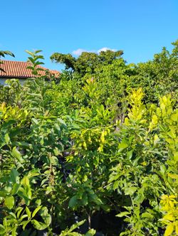 All types of fruit trees on sale now starting from $50