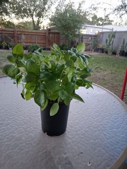 Albahacar (basil) $7
