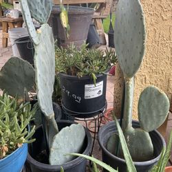 Agave & Large Cactus