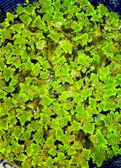 Water Floating Fern