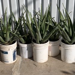 Huge Blowout Sale Clearance On All Plants