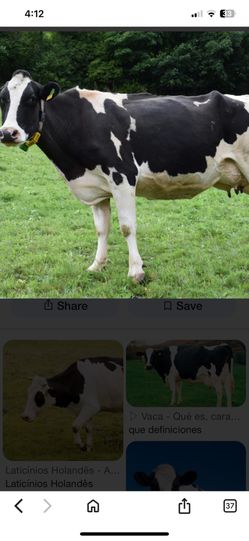 vaca