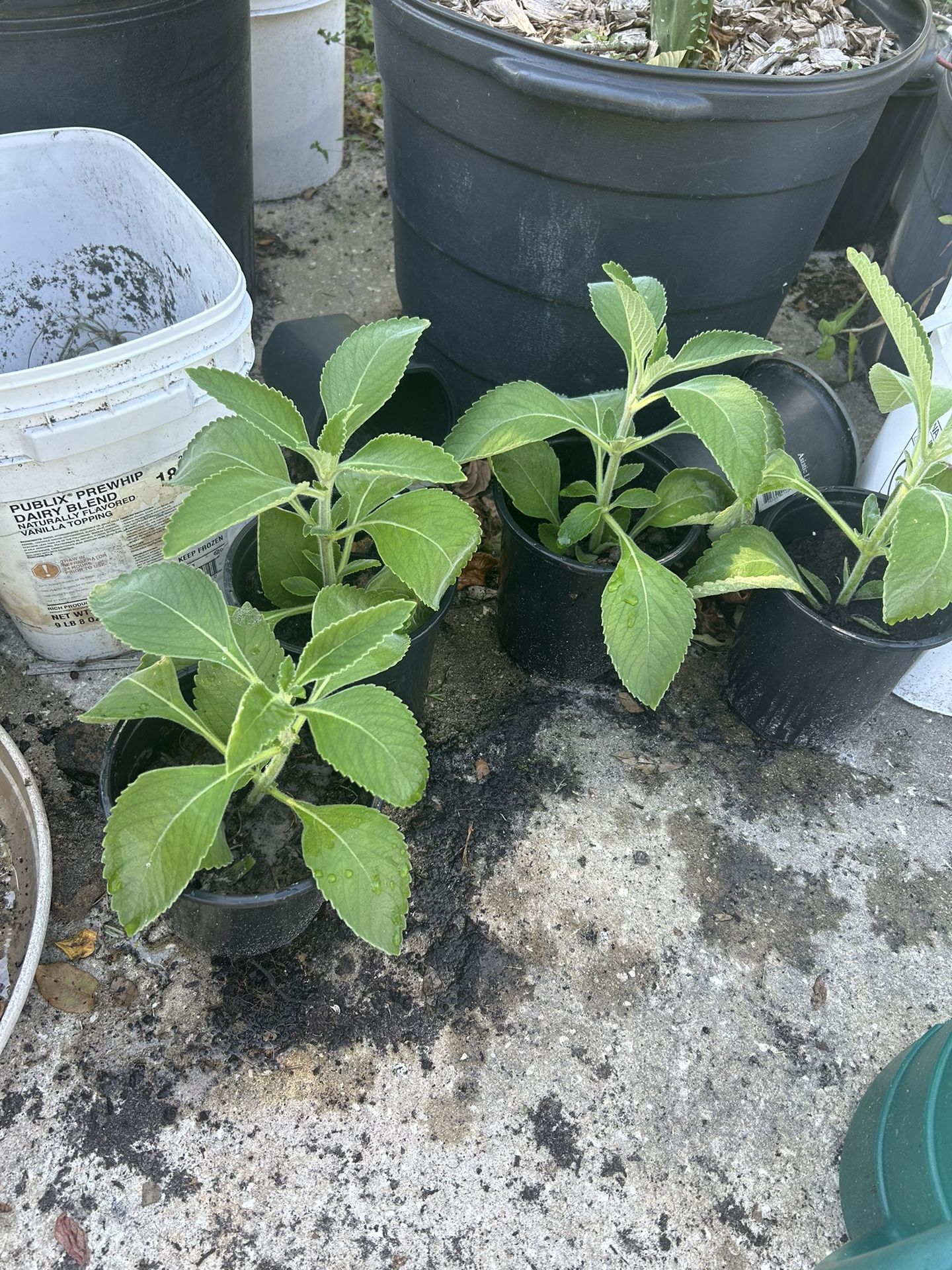 Toilet Paper Plant (Blue Spur Flower -Plectranthus barbatus)