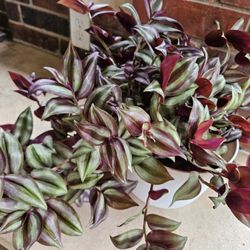 Really Huge Tradescantia Zebrina In Self Watering 8" White Pot With Optional Free Plants 