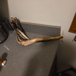 Rams Horn Shofar