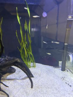 Aquarium Decor / Fish Decor