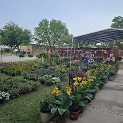 SIXTH NEW SHIPMENT ARRIVE APRIL 16 2026 Beautiful and Healthy HANGING BASKETS PLANTS.