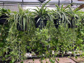 Spider Plants in 10” hanging baskets. SPECIAL PRICE 🤩