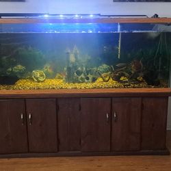 Fish Tank And Stand