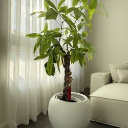 Braided Money Tree