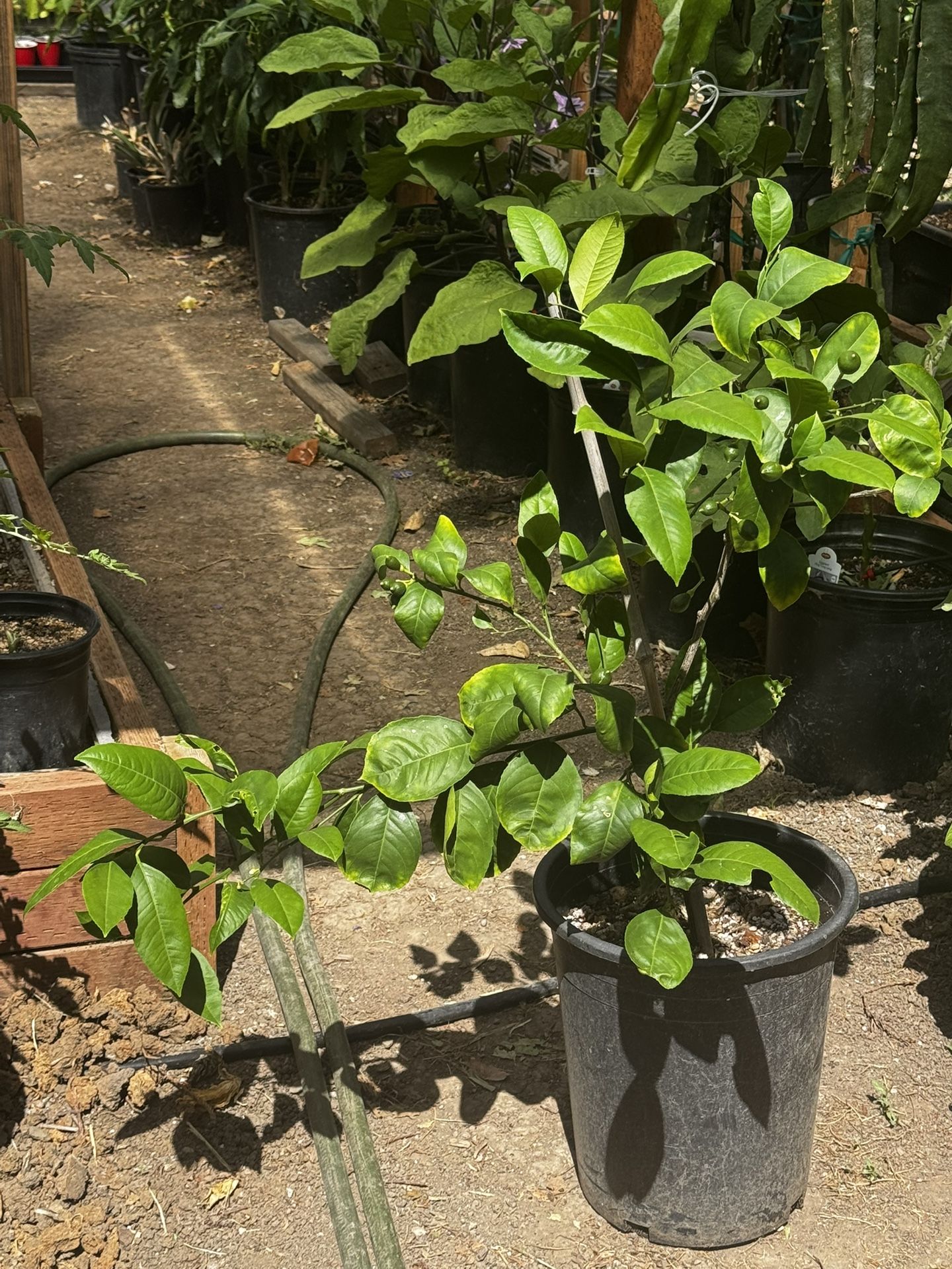 Meyer Lemon ๐ Tree