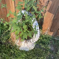 Cement Flower Pot (very Heavy)