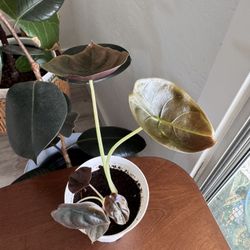 Alocasia Red Cuprea 