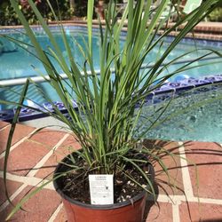 Organic Lemon Grass Herbs Plants 