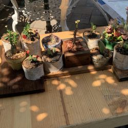 Decorative Live Plants Many More Different. Only $10.00 Each