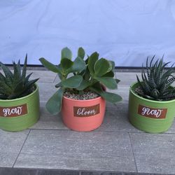 Zebra plant, Flow & flapjack succulents in 3 cute ceramic pots 