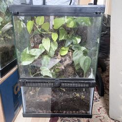 Bioactive Terrarium Vivarium 12 Gallon Vertical