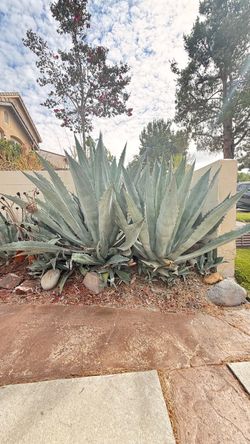 Free Agave’s Americana / Century Plant 🌵
