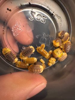 Bioactive Reptile and Terrarium Supplies - Isopods