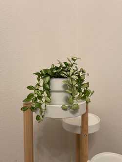 US Seller  Hoya Heauschkeliana Variegated Rooted Live Plant -4 inch Pot
