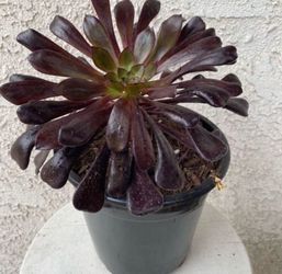 1.5 Gallon Pot Succulent Plant - Aeonium Arboreum Zwartkop - Black Rose - Rooted & y - Drought Resistant -🪴