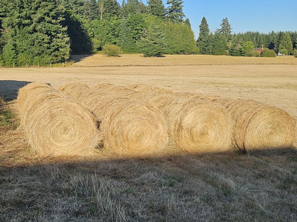Hay