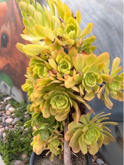 Succulent