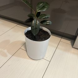 Houseplant 