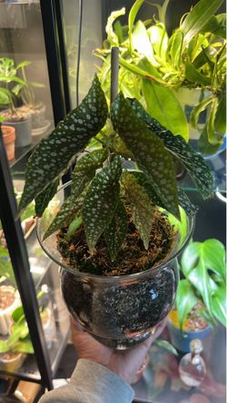 Begonia Maculata