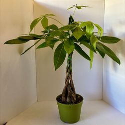 Braided money tree B