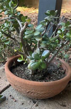 Beautiful Healthy Jade Plant 🪴in Ceramic Planter