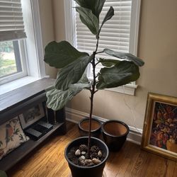 Very Nice Fiddle Leaf Fig Plant $30 OBO