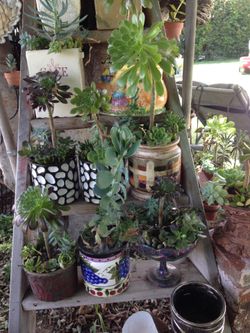 Dragon fruit plants and succulent for sale from 2 dollars and up!