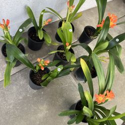 Homegrown Orange Clivia Flowers 