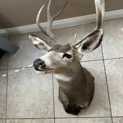 9 Pt Mule Deer Head