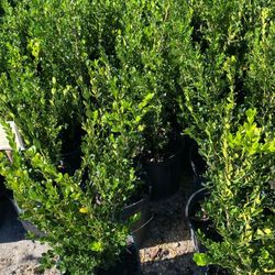Boxwood plants 
