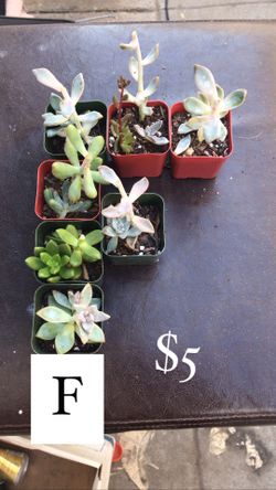 Succulent bundles #F