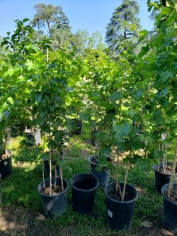 Red Grape Tree