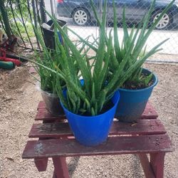 Aloe Vera Plants 