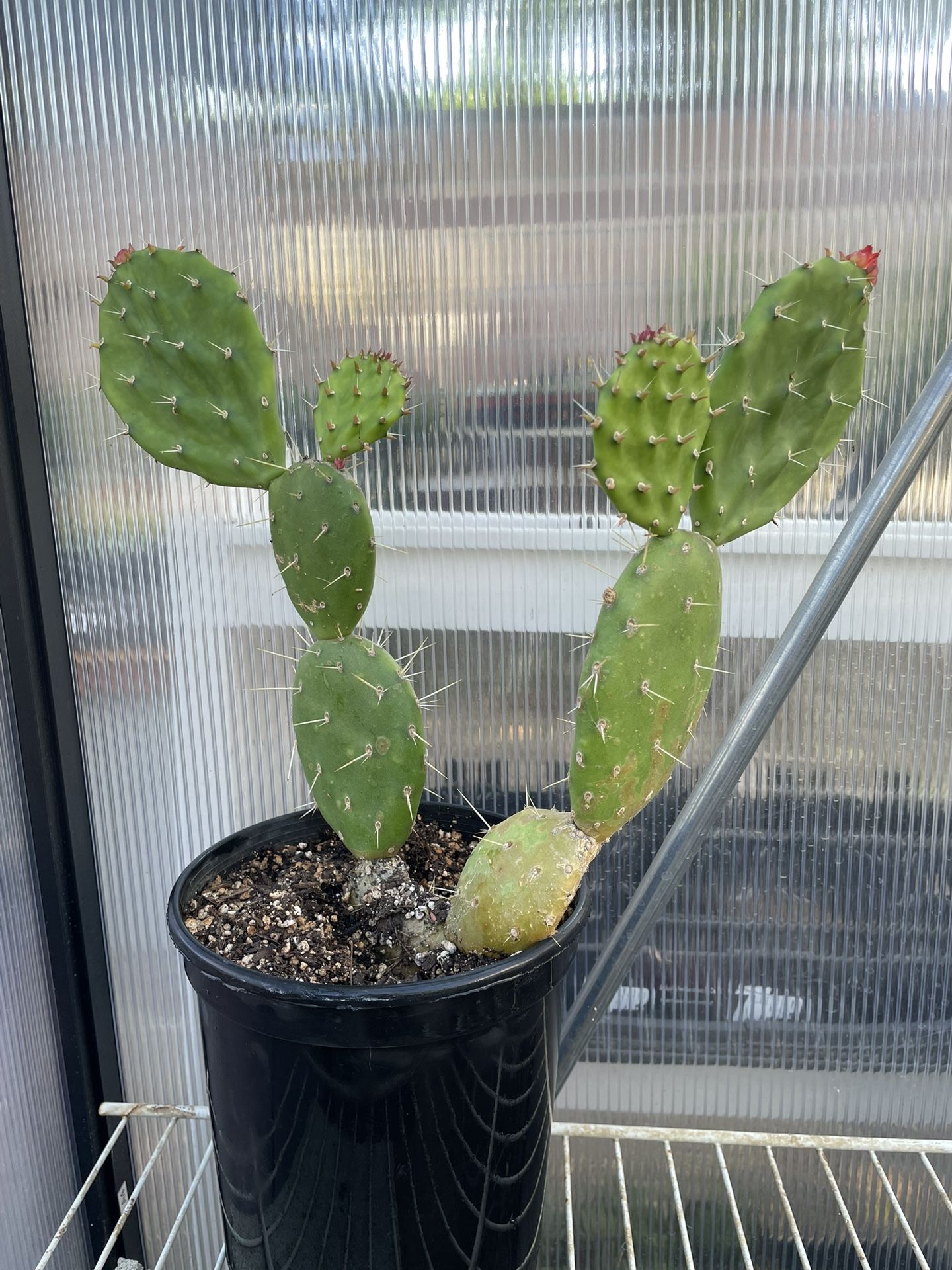 Cactus Plant