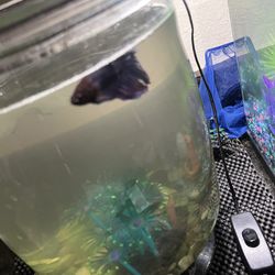 FREE BETTA FISH AND GUPPIES TANK INCLUDED