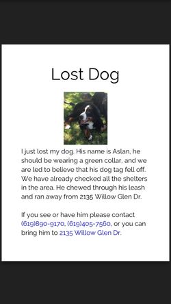 Lost dog