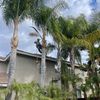 González tree Service