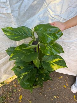 8” young hawaiian pothos