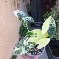 Variegated Alocasia FRYDEK Plant $28