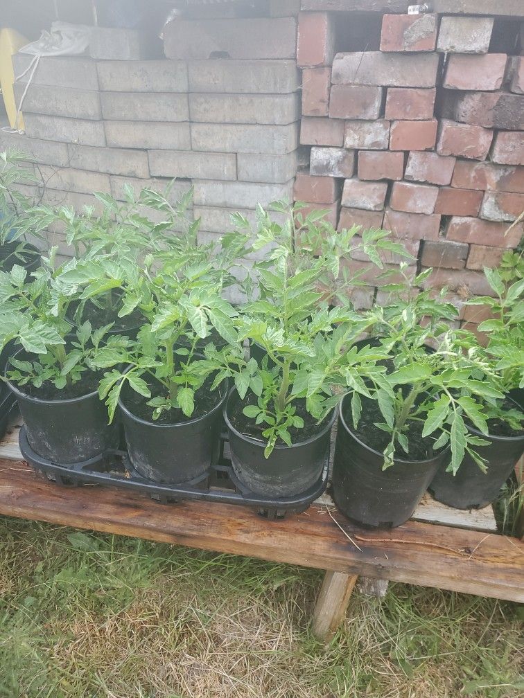 Organic Tomatoes Each $4