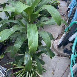 Plants